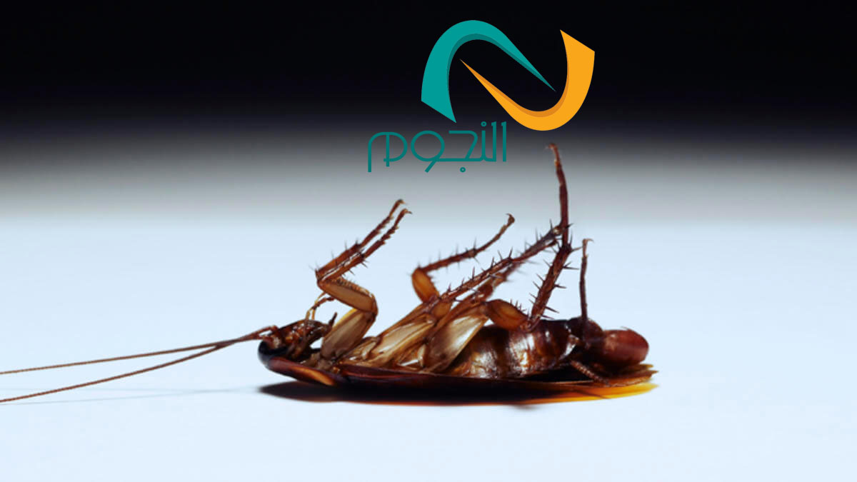 شركه مكافحه النمل الأبيض بجده