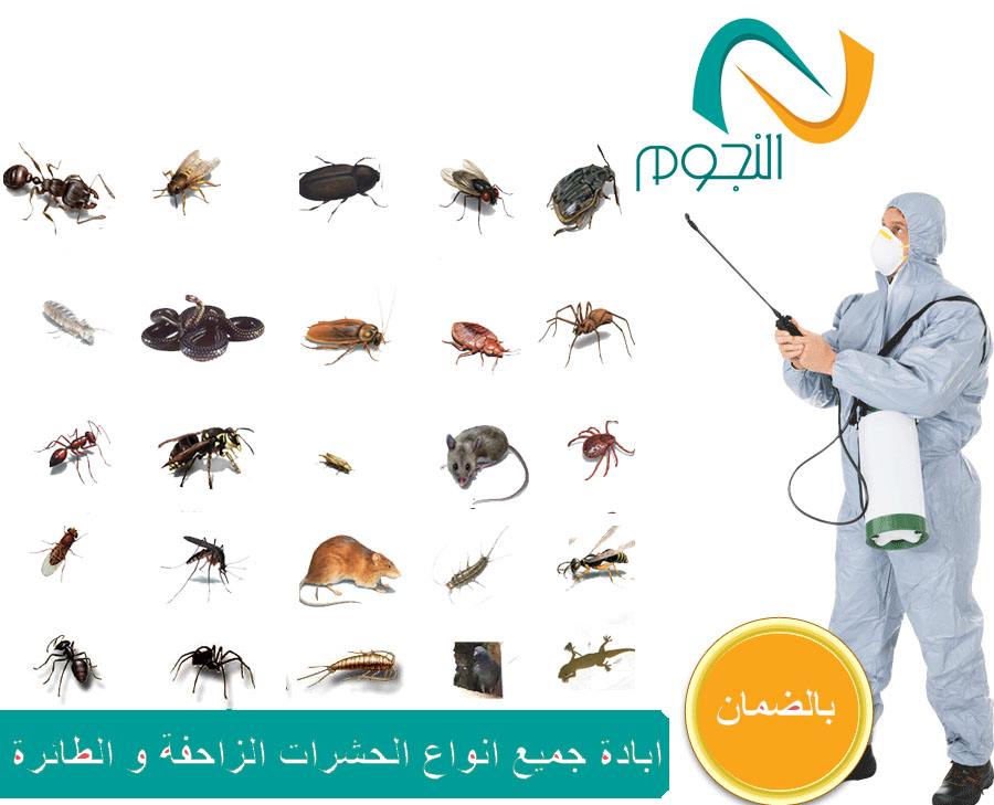 شركه رش مبيدات بجدة