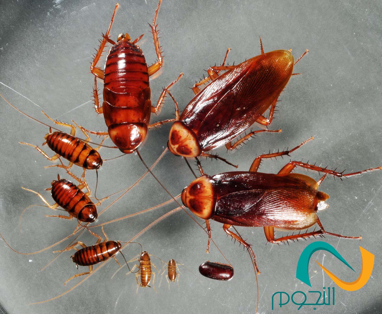 شركه مكافحه النمل الأبيض بمكه