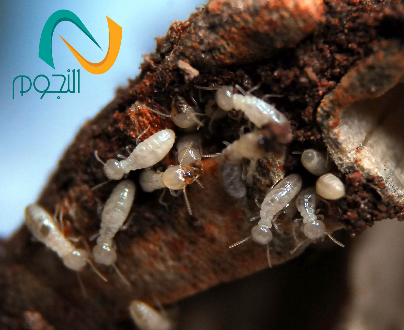شركه عزل اسطح بجده