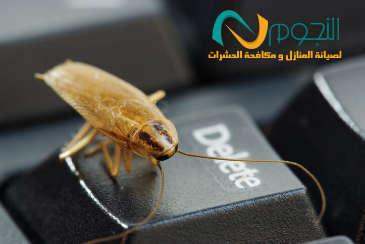 القضاء على الصراصير