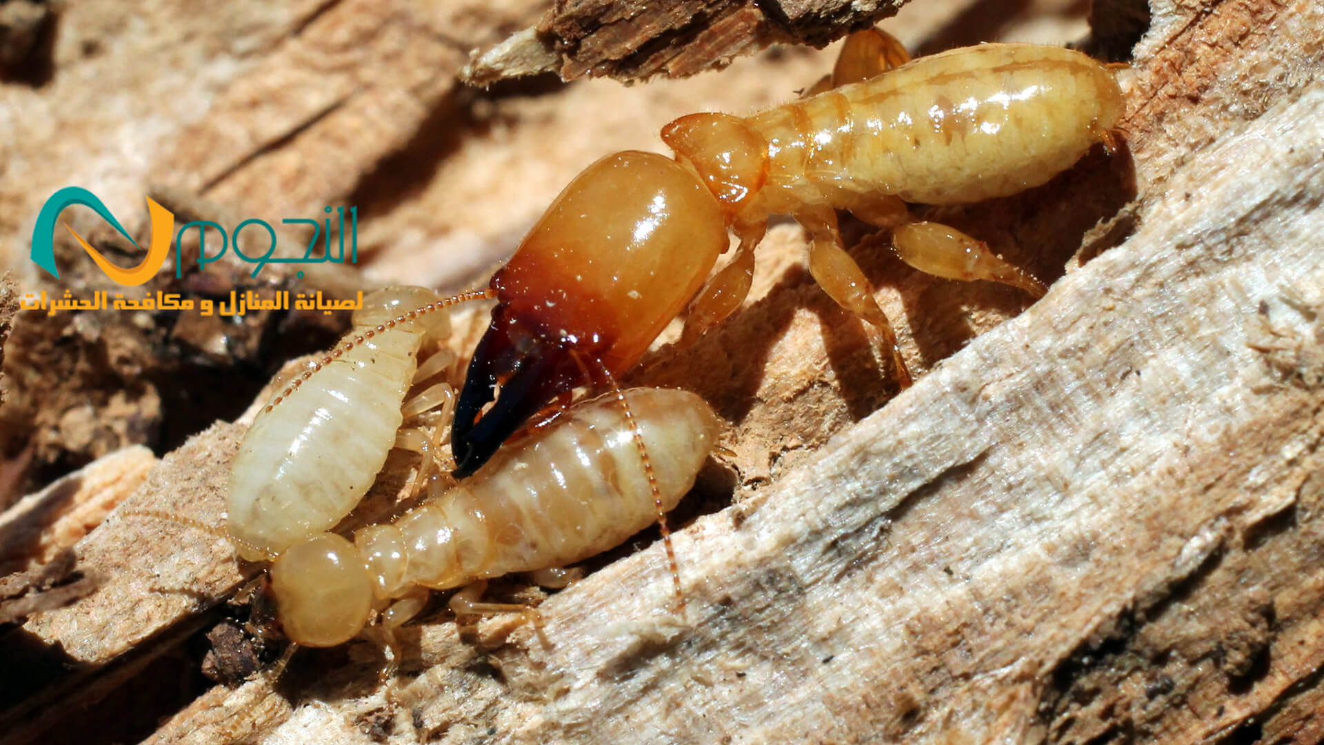 شركة مكافحة النمل الأبيض بالرياض