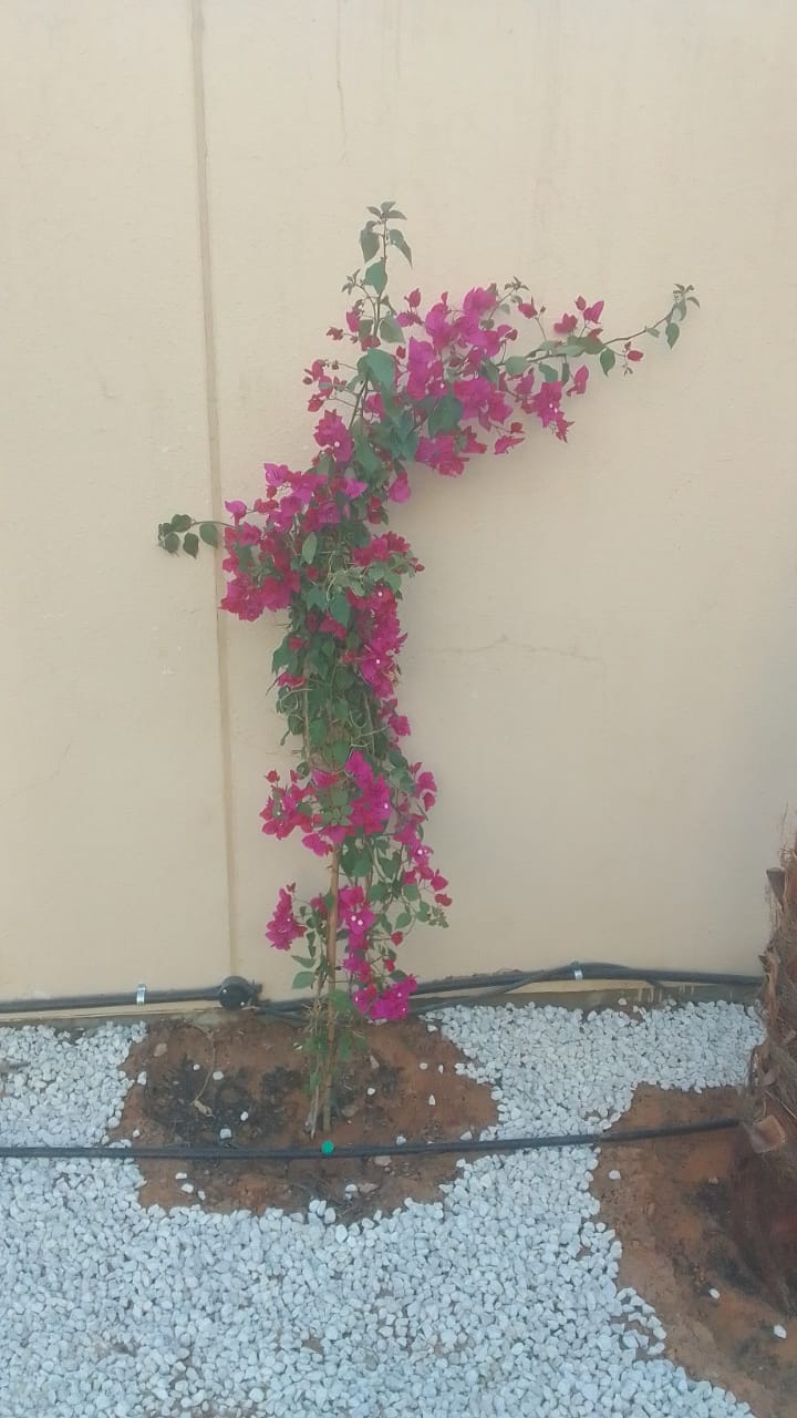 صورة واتساب بتاريخ 2024-08-30 في 00.20.34_0c5a3a82