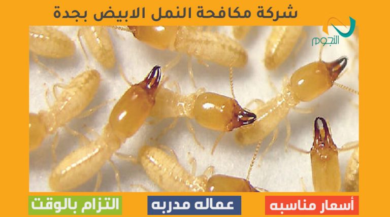 شركة مكافحة النمل الابيض بجدة