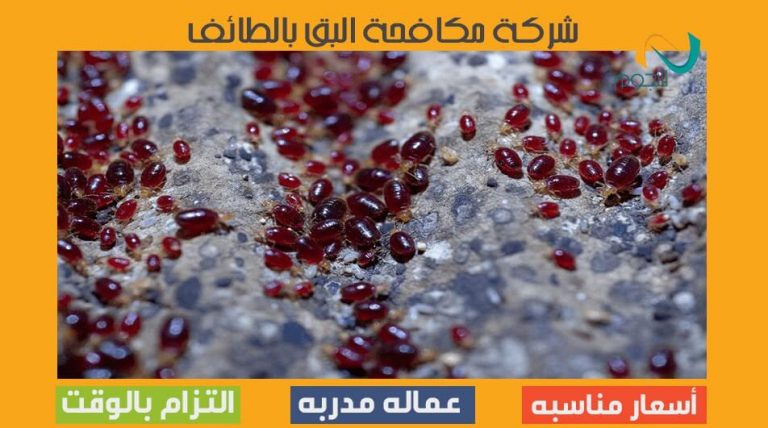 شركة مكافحة البق بالطائف