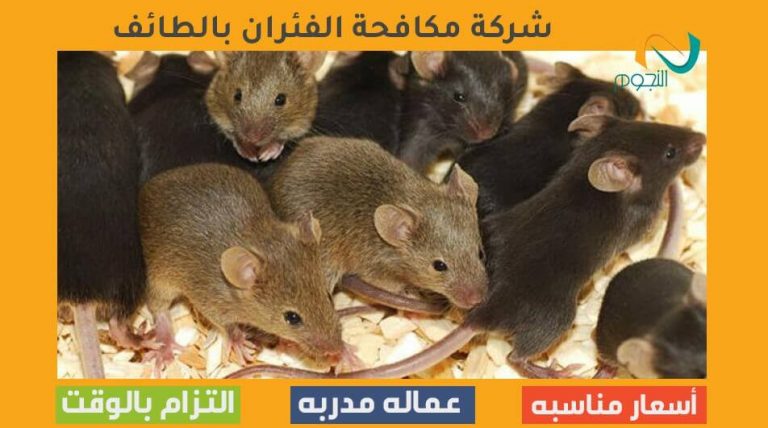 شركة مكافحة الفئران بالطائف