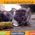 شركة مكافحة الفئران بجدة
