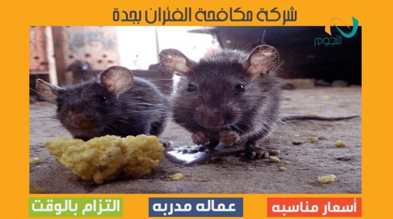 شركة مكافحة الفئران بجدة