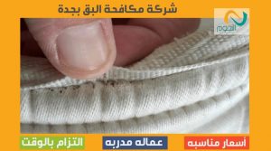 شركة مكافحة البق بجدة