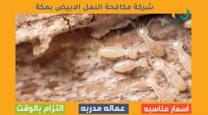 شركة شفط بيارات بمكة