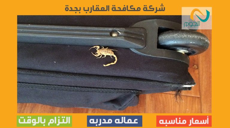 شركة مكافحة العقارب بجدة