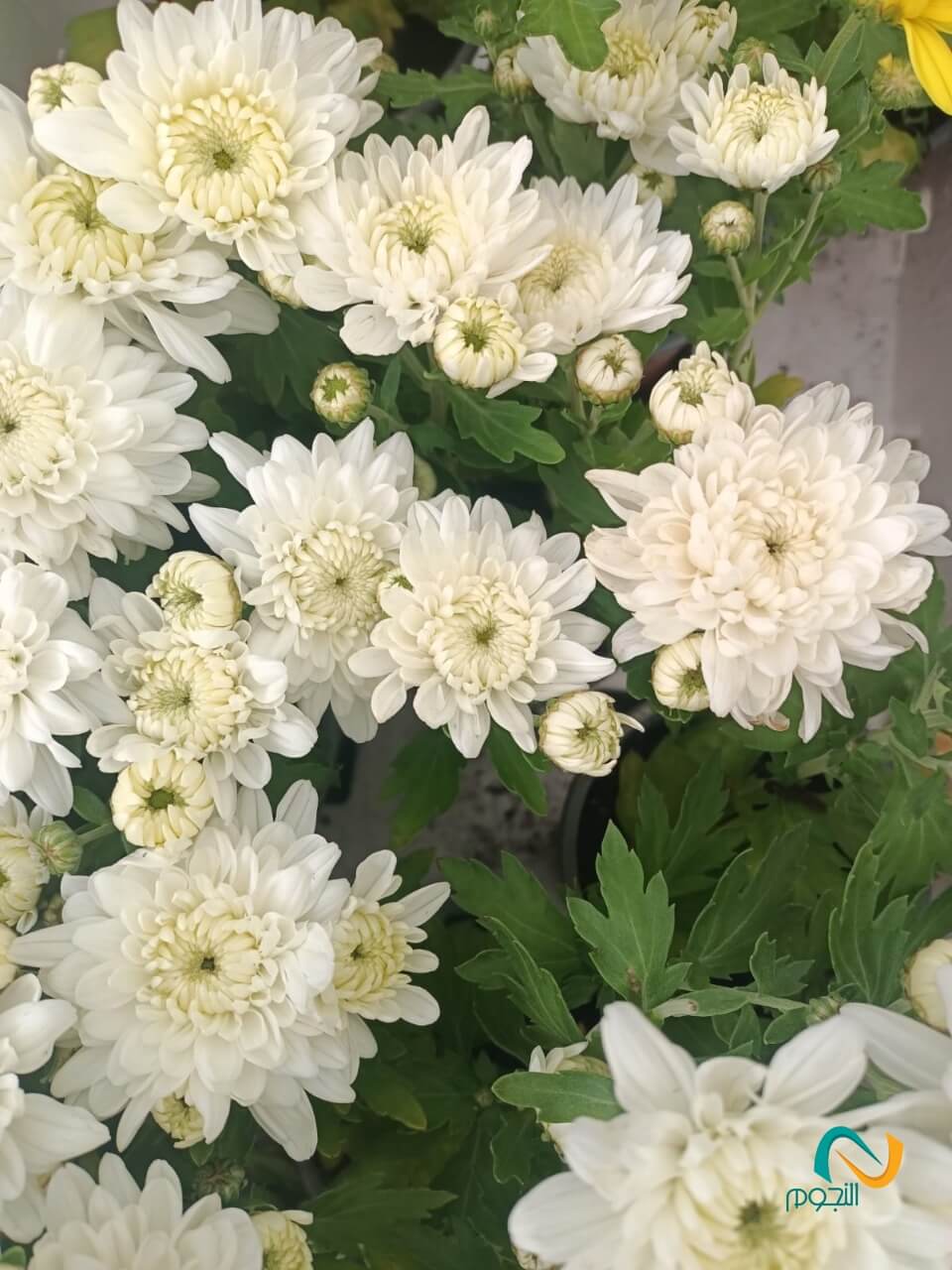 تنسيق حدائق (3)