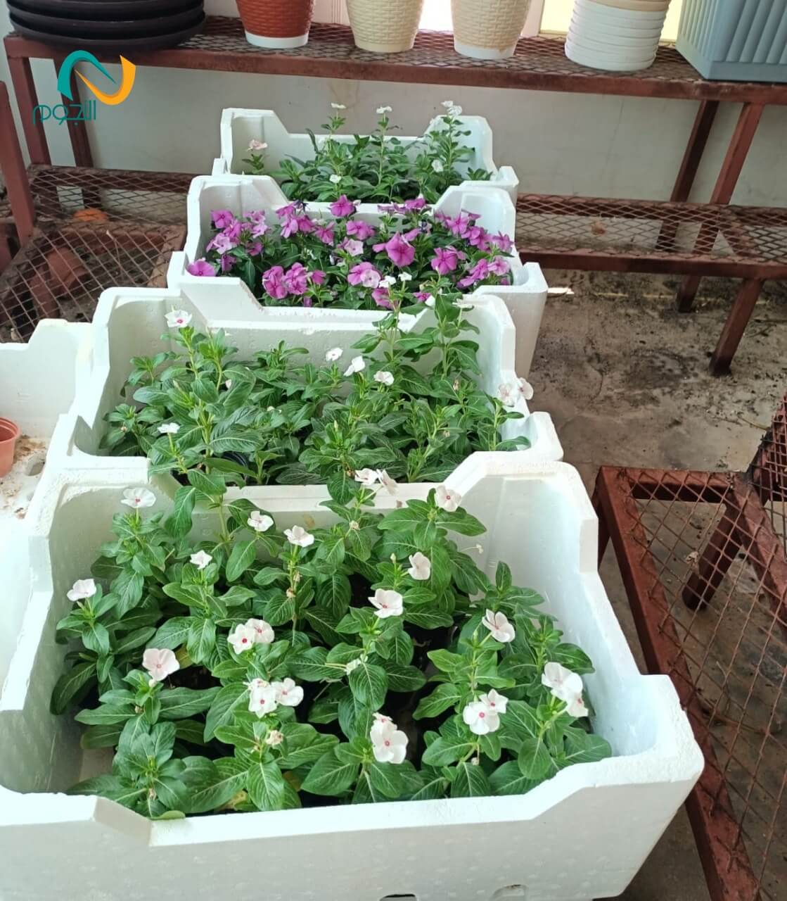 تنسيق حدائق (32)