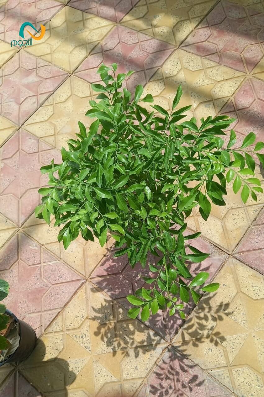 تنسيق حدائق (33)