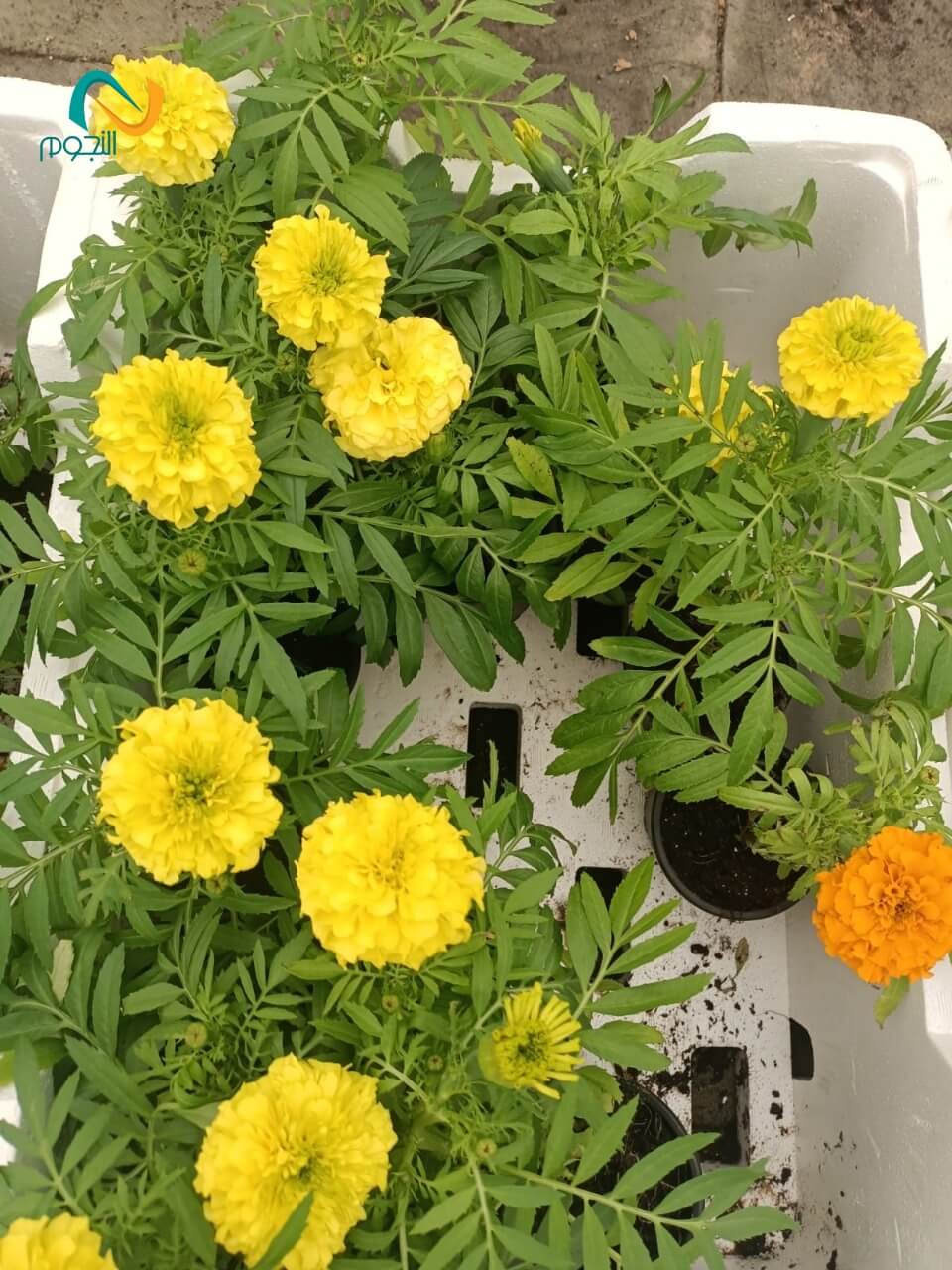 تنسيق حدائق (37)