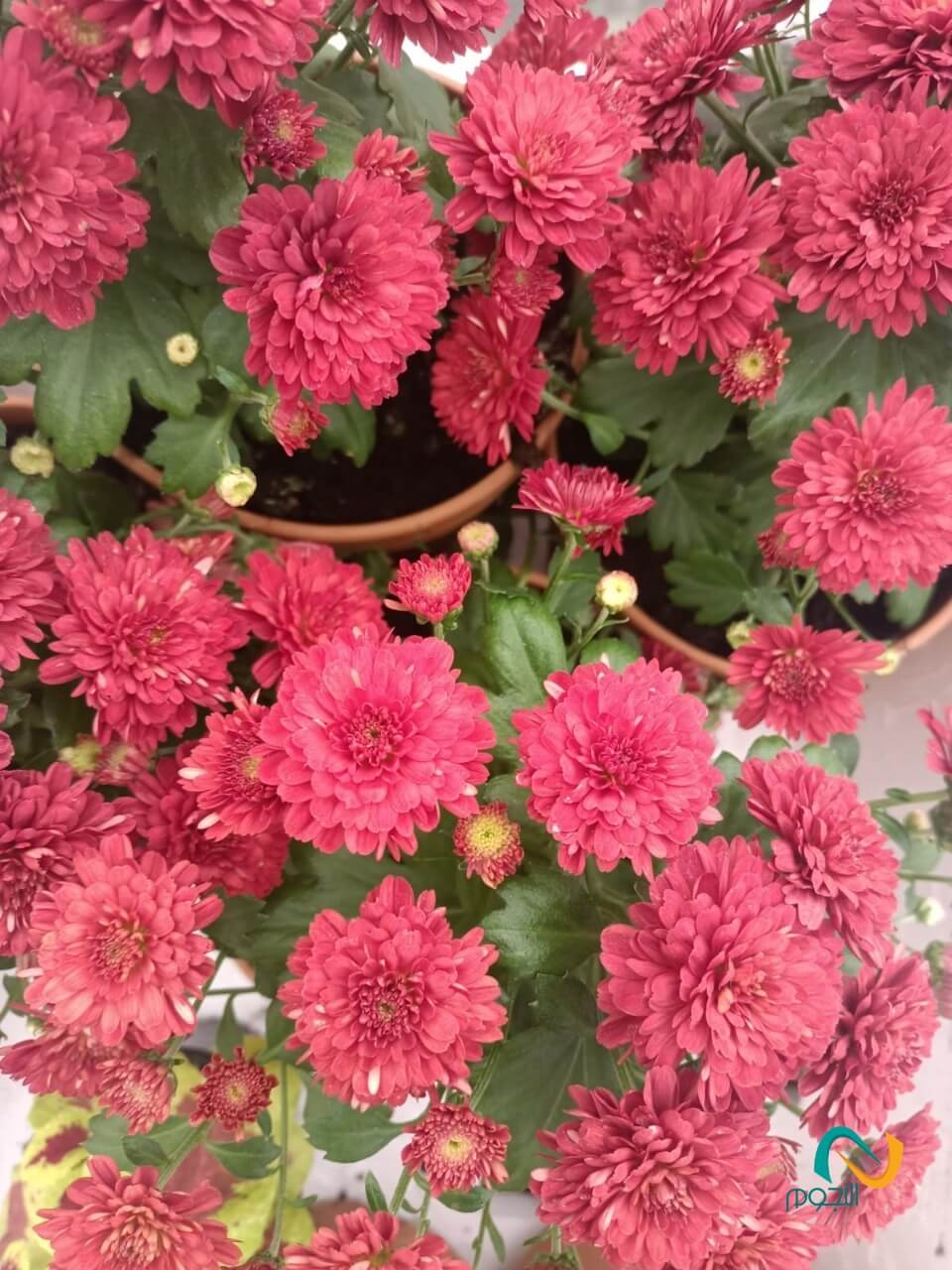 تنسيق حدائق (4)