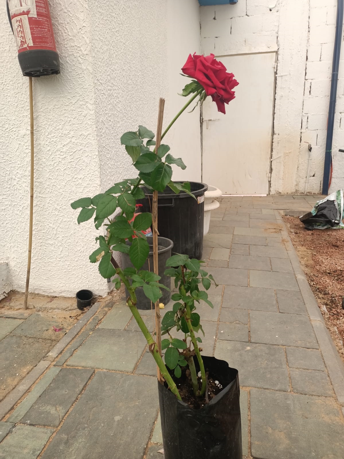 87fe722c-68da-45a5-868e-4435274e508a