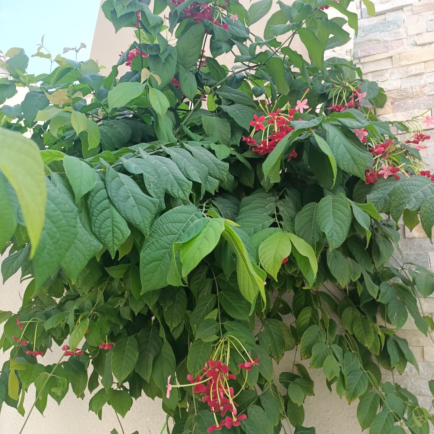 dd8ec346-e9cf-4a8e-bda3-435d9c1ac788