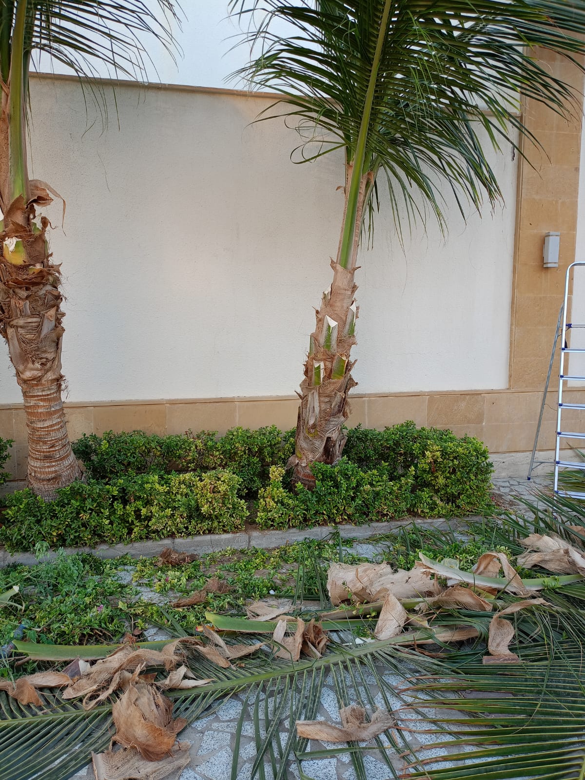 تنسيق-حدائق-جدة-745-1