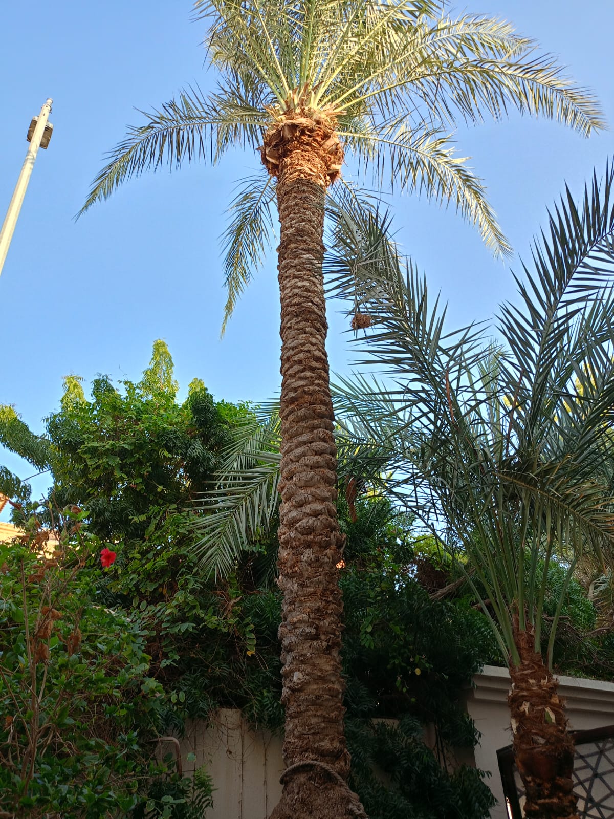 تنسيق-حدائق-جدة-750