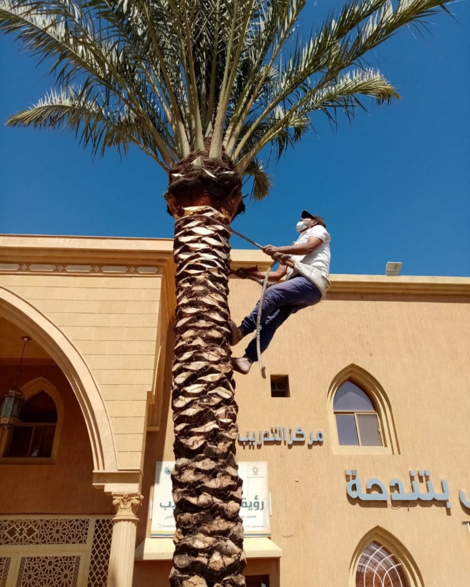 تنسيق-حدائق-جدة-834