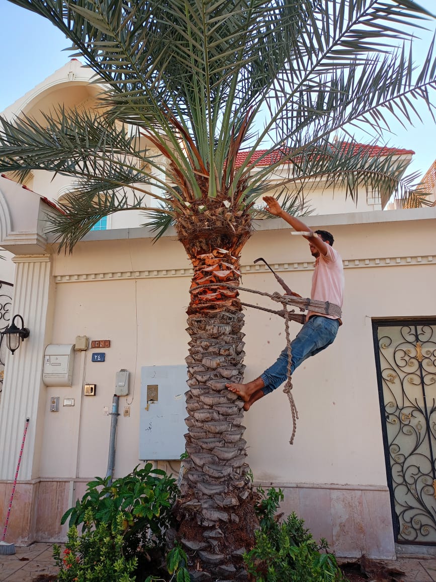 تنسيق حدائق