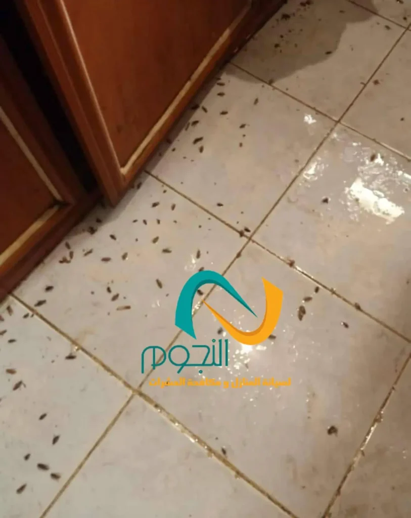 مكافحة الصراصير