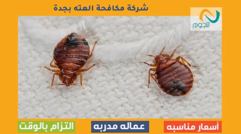 شركة مكافحة العته بجدة