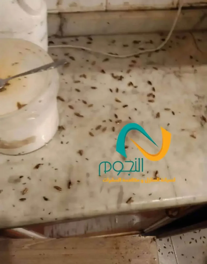 مكافحة الصراصير